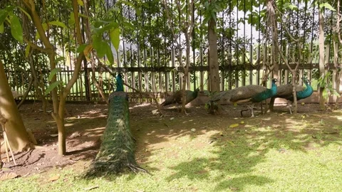 A Group of Indian Peafowl under the Tree Shadows, Garden, Wide Shot Vídeo Stock 334191139