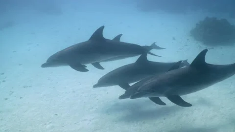 Group of Indo-Pacific bottlenose dolphins swimming over sandy bottom Stock Footage 149263891