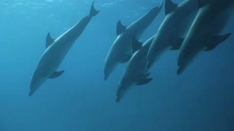 Group of Indo-Pacific bottlenose dolphins swimming from surface to sandy bottom 스톡 동영상 149267791