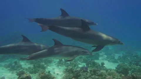 Group of Indo Pacific Bottlenose Dolphins Swimming Over Coral Reef in Red Sea Video stock 316574669