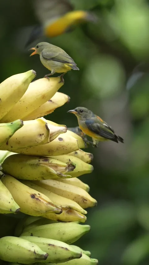 Group of indonesian cabai bunga api or Orange-bellied flowerpecker birds eating Vídeos de archivo 303139887
