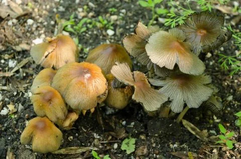 Group of inedible mushrooms Stock Photos