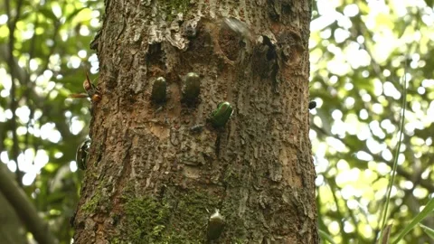 Group of insects feeding on a dead tree. Stock Footage 136337136