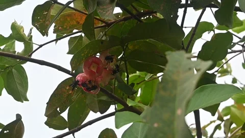 A group of insects is sucking the nextar of water apple. Stock Footage 300097792