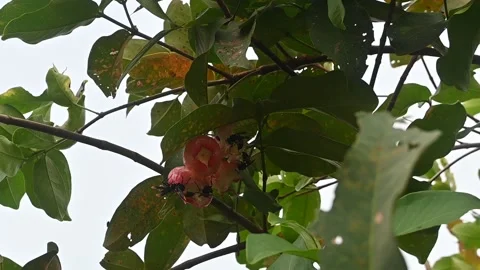 A group of insects is sucking the nextar of water apple. Stock Footage 300097802
