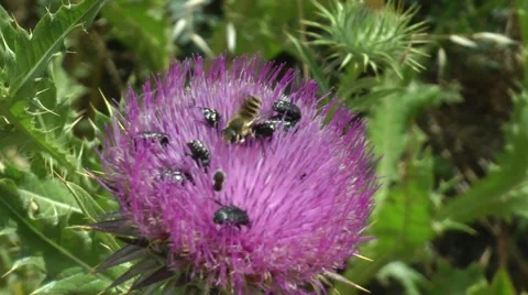 A group of insects on a thistle. Stockbeeldmateriaal 50823718