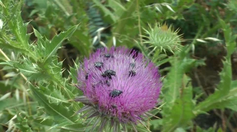 A group of insects on a thistle1. Stockbeeldmateriaal 50823903