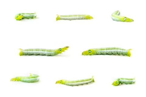 Group of Isolate Caterpillar Stock Photos
