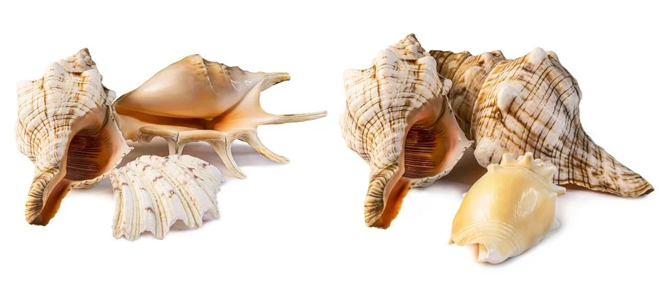 Group of isolated different seashells on the white background. 写真素材