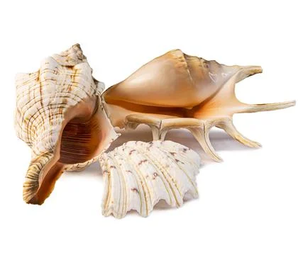 Group of isolated different seashells on the white background. 写真素材