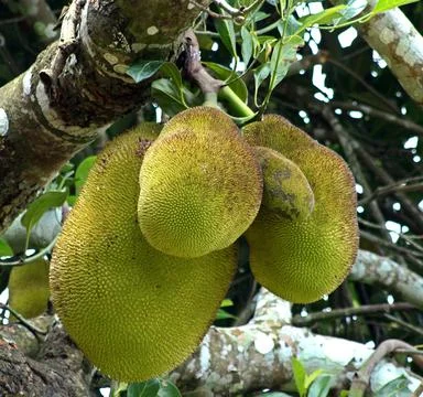 A group of jack fruit in a tree Stock-Fotos