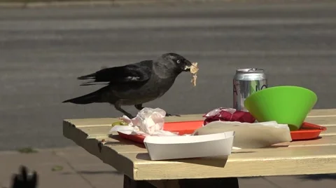 A group of jackdaws eat bread Stock Footage 41252500