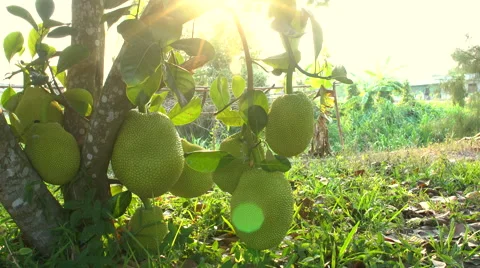 A group of jackfruit hang from their tree with sun flare . Stock Footage 62234981