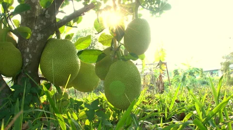A group of jackfruit hang from their tree with sun flare . Stock Footage 62235867
