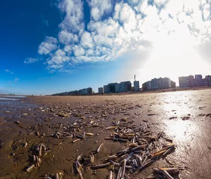 Group of jackknifes on the beach Stock Photos