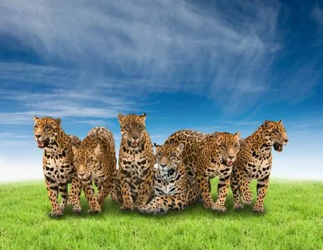 Group of jaguar Foto stock