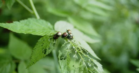 A group of Japanese beetles mating Stock Footage 158698154