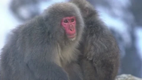 Group of Japanese macaques sitting checking for fleas and ticks. Snow monkey-Dan Stock Footage 144537152