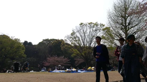 Group of Japanese students walk in spring park, Tokyo Stock Footage 100357593