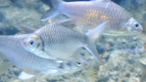 Group of Java barb or Silver barb fishes under water Stock Footage 145678048