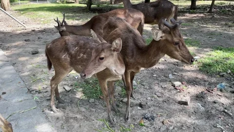 Group of Javan deer with buck and doe standing and resting together Stock Footage 333604964