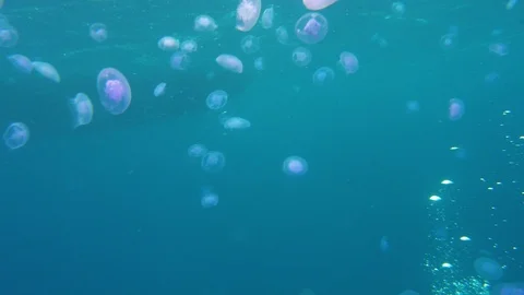 Group Jelly Fish Air Bubbles Underwater Red Sea Egypt Stock Footage 102892840