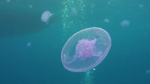 Group Jelly Fish Air Bubbles Close Up Underwater Red Sea Egypt Stock Footage 102892865