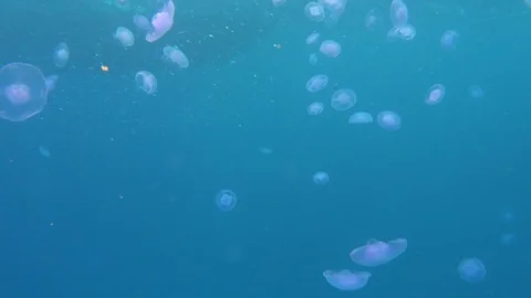 Group Jelly Fish Underwater Red Sea Egypt Stock Footage 102892770
