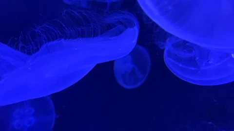 Group jellyfish floating blue light background Stock Footage 155025030
