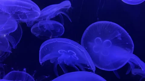 Group jellyfish floating darkness blue light background Stock Footage 160405805