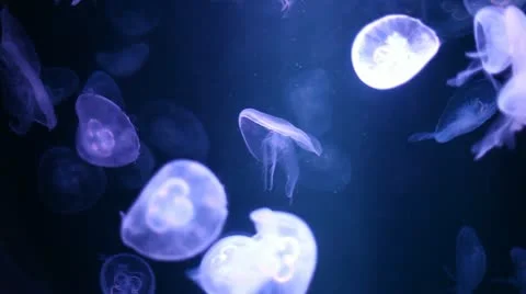 Group of Jellyfish Stock Footage 20628029
