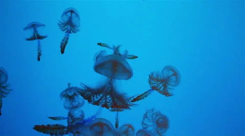 Group of jellyfish Video stock 24702732