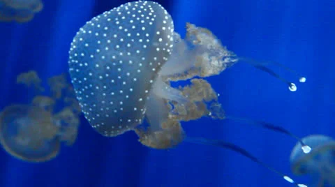 Group of jellyfish Stock Footage 25365655