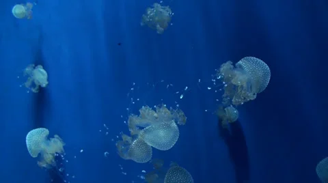 Group of jellyfish Stock-Footage 39794164