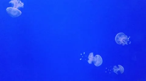 Group of jellyfish Stock Footage 49936386