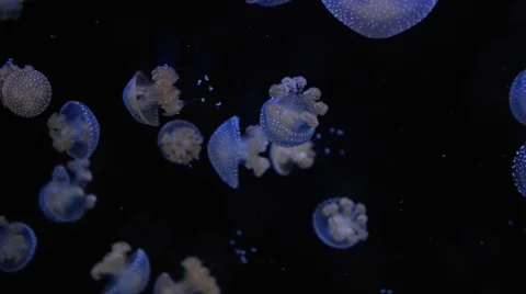 Group of jellyfish Video stock 58002506