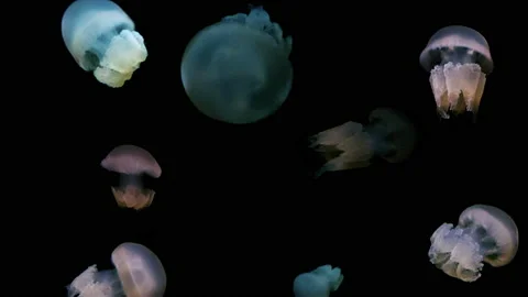 Group of  jellyfish Stock Footage 229854471