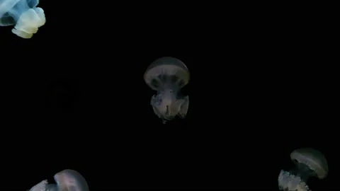Group of jellyfish Stock Footage 229854589