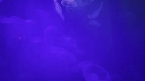 A group of jellyfish glides through electric blue water Stock Footage 271028354