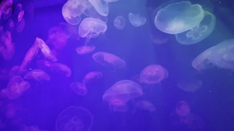A group of jellyfish glides through electric blue water Stock Footage 271301440