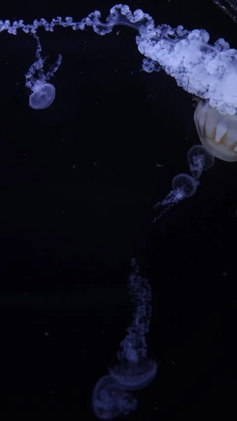 A group of jellyfish from the species Cassiopea, also known as upside-down jelly Stock Footage 292517515