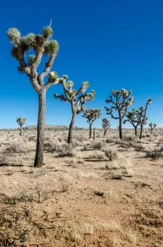 Group of Joshua Trees in Open Desert Vertical 写真素材