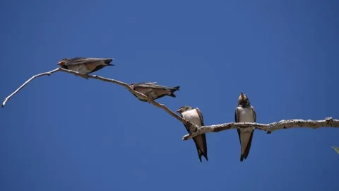 Group of Juvenile Barn Swallows on Branch preening and flapping, Greece Stock Footage 344770298