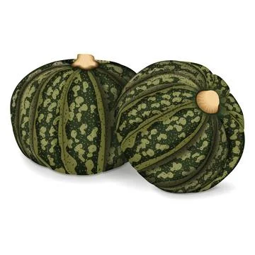 Group of Kabocha winter squash pumpkins. Stock Illustration