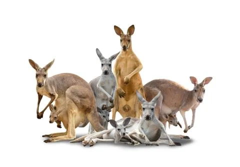 Group of kangaroo Stock Photos