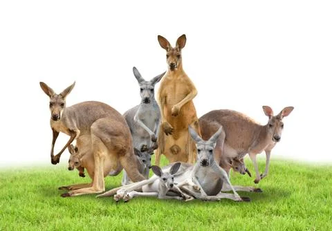 Group of kangaroo Foto stock