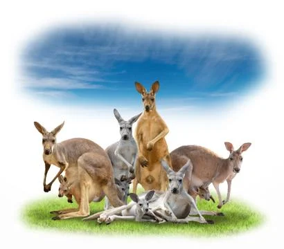 Group of kangaroo Stock-Fotos