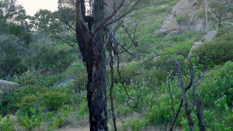 Group of Kangaroos standing and observing , Victoria, Australia, You Yangs Stock Footage 227270420