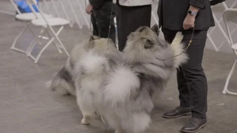 Group of keeshonds Stock Footage 263980763