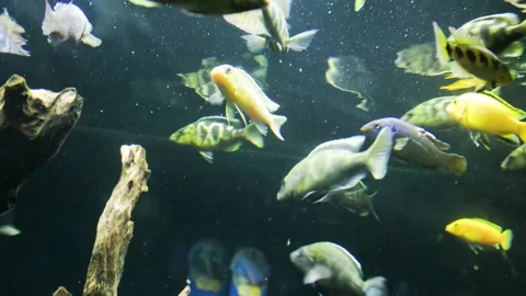 A group of Kenyi Cichlid fish (Pseudotropheus Lombardoi) swimming in an aqu.. Stock Footage